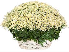 Цветочная композиция из Ромашки в корзине #REPLACE_PRED# Анциферово Новгородская область